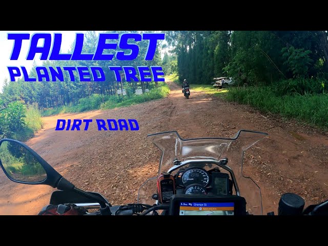 [379] Dirt road to the Tallest Planted Tree, Limpopo, South Africa (2024-01-26)