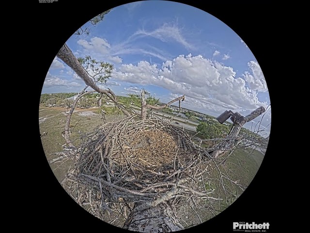 Southwest Florida Eagle Cam - Cam 360