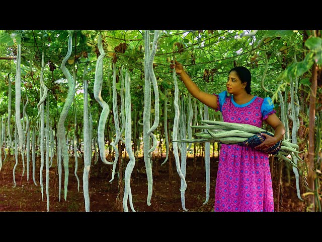 Longest Snake gourds ever seen! I made a curry, salad & of course a surprising snack| Traditional Me