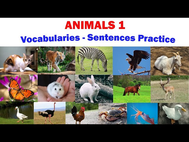 ANIMALS 1 | Vocabularies and Sentences Practice