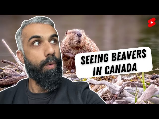 Seeing beavers for the first time in Canada