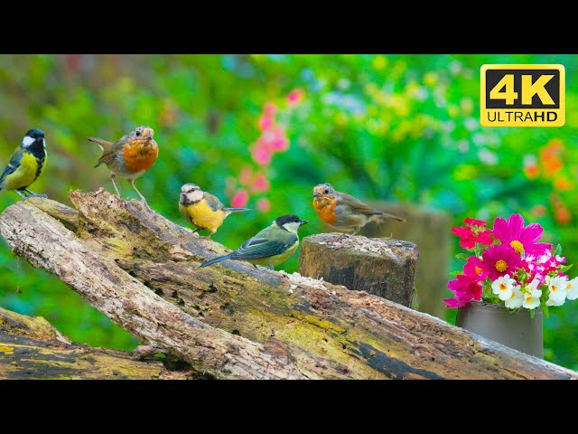 [NO ADS] 😺 So Many Little Birds in Forest 🐦 Cat TV for Cats to Watch 😺 🐦 8 Hours (4K)