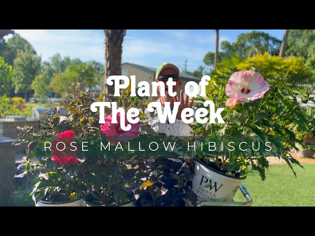 PLANT OF THE WEEK | HIBISCUS ROSE MALLOW | PROVEN WINNERS SUMMERIFIC VARIETY