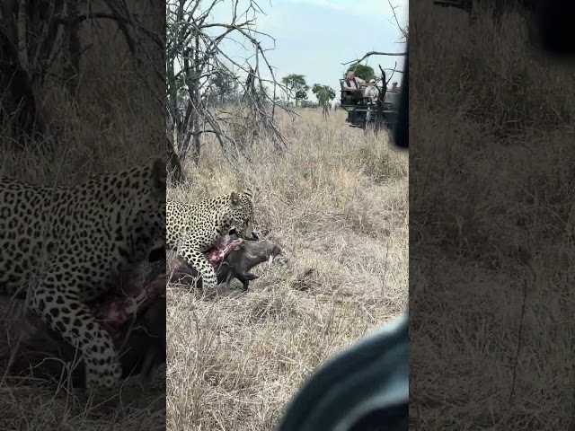 Leopard's Big Catch: Warthog Kill Dragged to Safety!