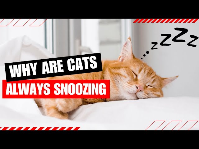 Why Do Cats Sleep So Much (Never Ignore These Reasons)