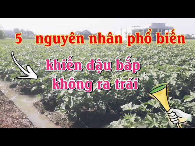 5 nguyên nhân phổ biến khiến đậu bắp không ra trái và cách khắc phục