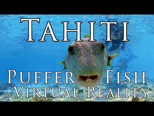 Tahiti in VR - Puffer fish (Porcupine) in Virtual Reality from Raivavae, Austral Islands. 5.7k 360º