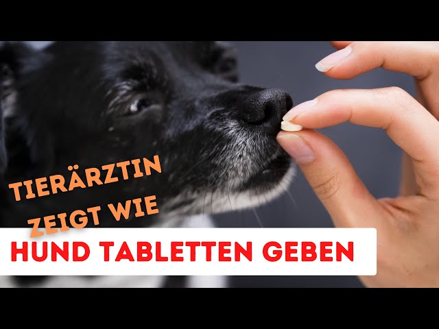 Dein Hund nimmt KEINE TABLETTEN? | So klappt's GARANTIERT! | Tierärztin zeigt wie.