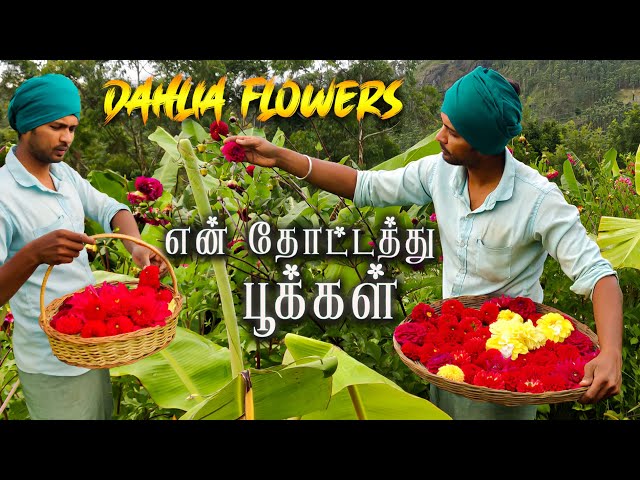 Amazing Dahlia Flower Harvest | Making Garland and Rangoli for Onam Festive | Tamil Native Farmer