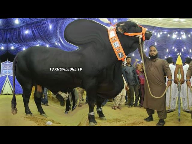 World Biggest Eid al-Adha Bulls of RJ Cattle Farm