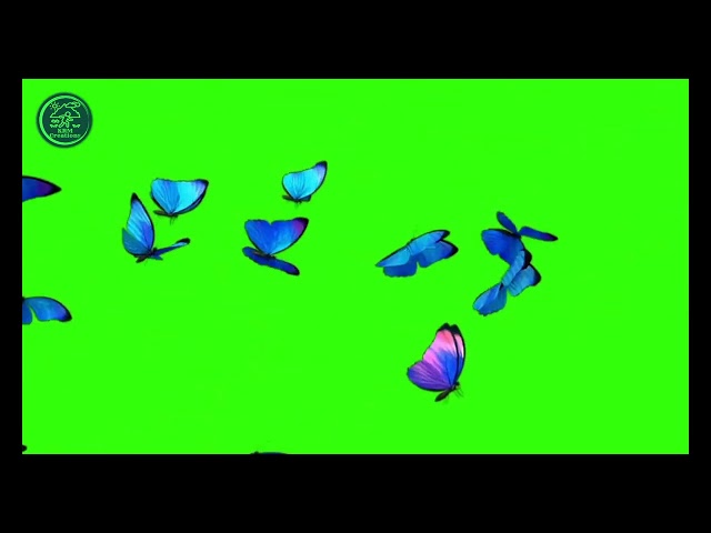 green screen butterfly | butterfly green screen | green screen videos | green screen #butterflies