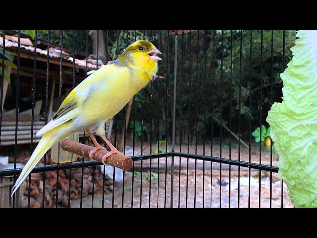 Amazing Yellow Canary Singing | Canary Training Song