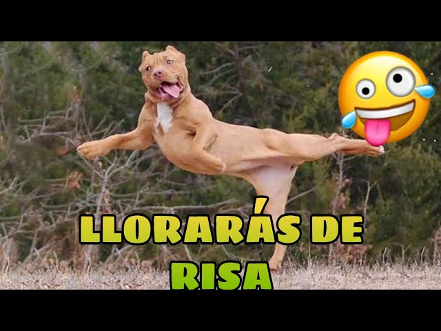 🚨 Este Video te Hará REÍR [99,8% GARANTIZADO] 🙀🐶 Mejores Animales Graciosos del Momento