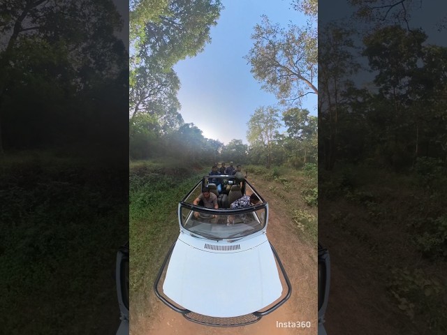 360° Video of Jungle Safari in Nagzira Tiger Reserve #wildlifesafari #nature #shorts