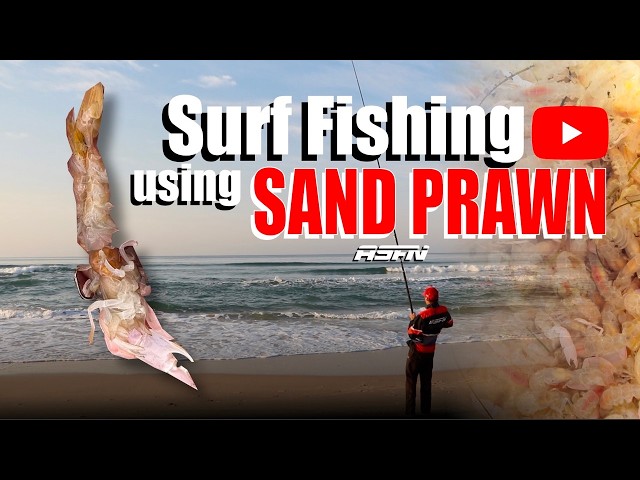 Surf Fishing using Sand Prawn for Edibles!!!