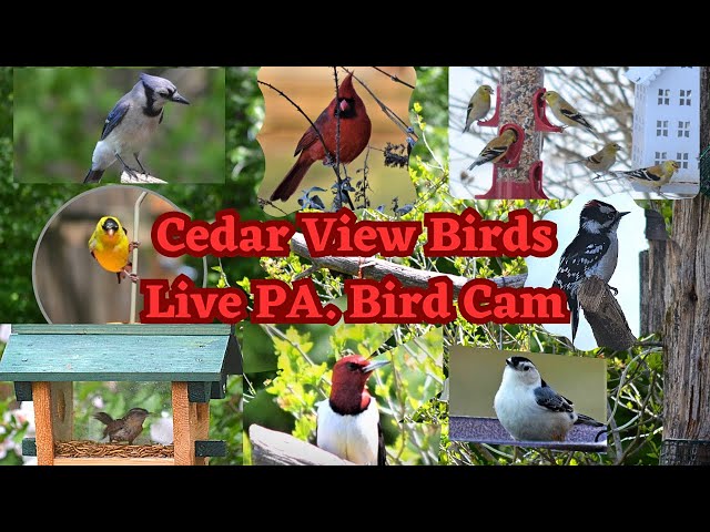 Live Backyard Bird Feeder in Lancaster PA 4K Stream-Cardinals, #bluebirds#goldfinch#cardinals