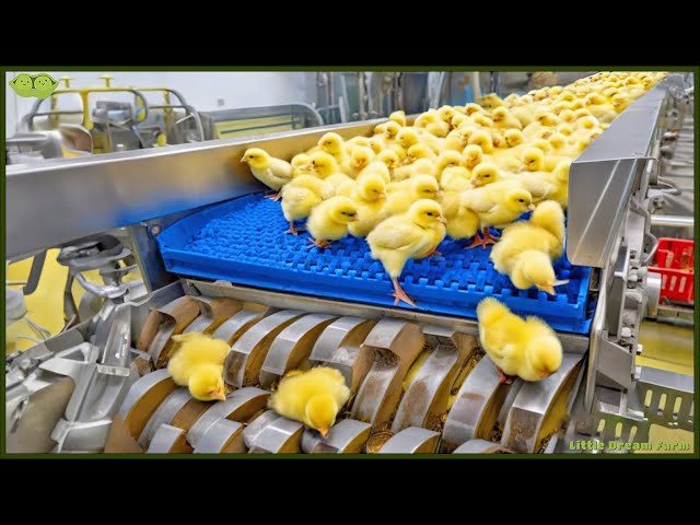 Chicken Mega Factory: Chicken Egg Incubation Technology - Broiler Raising Method & Process 🐣