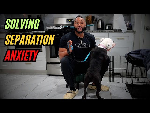 Solving Puppy Separation Anxiety (Training Joker)