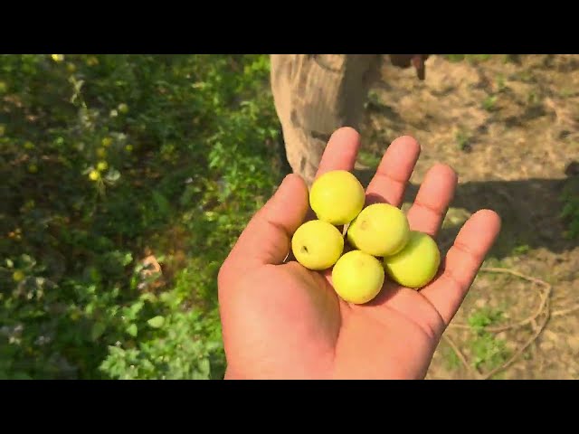 🔴 মাটির টানে শিকড়ের টানে যখন গ্রামের বাড়িতে  যাই🥰 #youtubevlog #village #agriculture#পেয়ারার #বড়ই