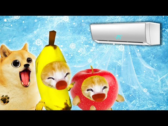 Air Conditioner Madness: Banana Cat's Frosty Fiasco! 🐱 Baby Banana Cat Compilation | Cat MEME 😿