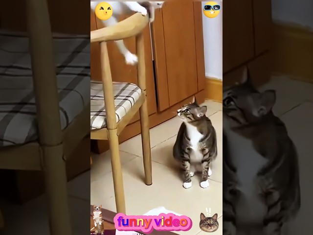 Super Cute Cat Making Her Laugh 😹#funny #catcomedy #catvideos #cat #catshorts #funnyanimal #catlover