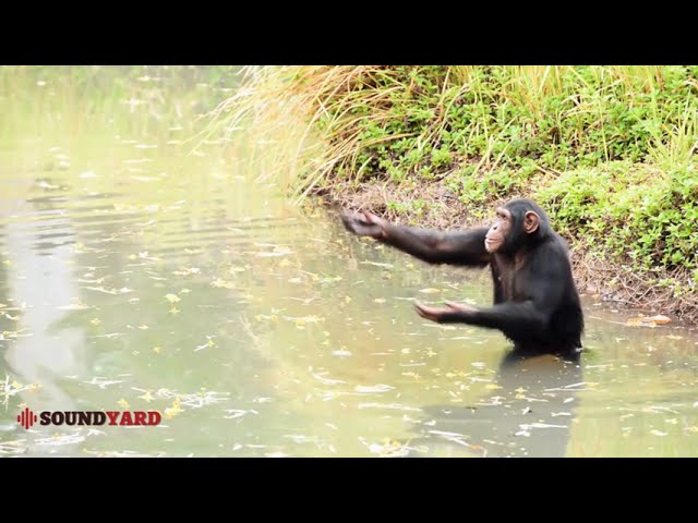 Watch a Chimpanzee Catch Food Like a Pro!