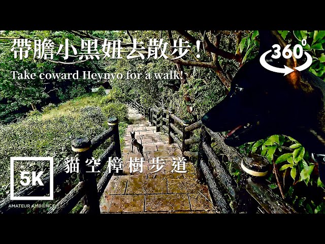 5K 360 VR Taiwan Dog 台灣犬Taipei Walk 樟樹步道蹓狗 Zhanghu Forest Trail Dog Walk | Taiwan Walk Asmr Flaneur