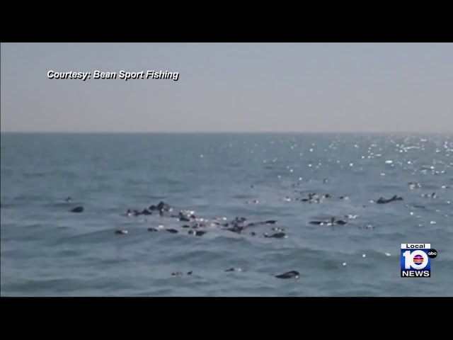 South Florida boat captain helps save vultures stranded over Gulf of Mexico