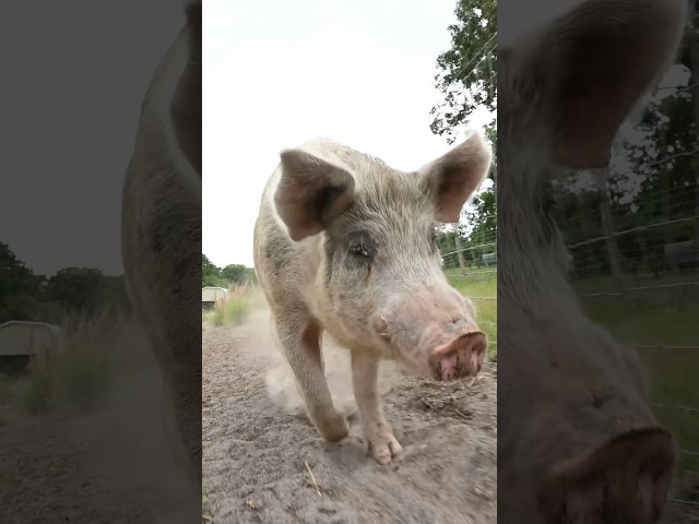 Milo the Pig Runs Free!  #pig #shorts #short