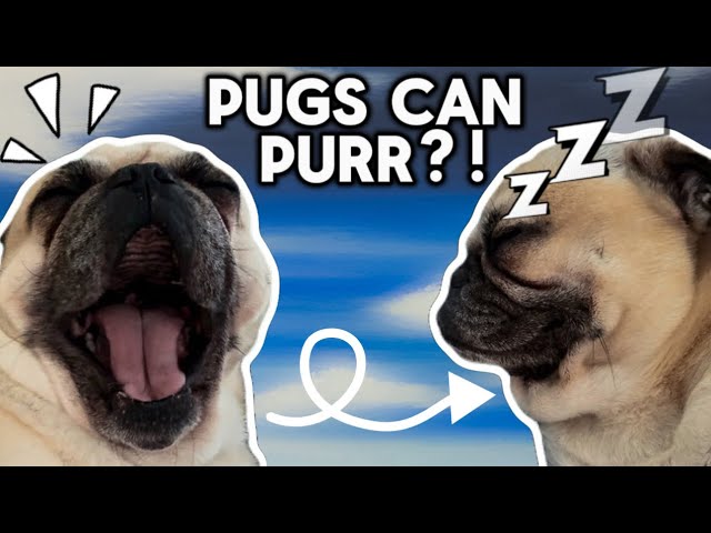 Cute Pug CAN’T Stay Awake! (Too Funny!)