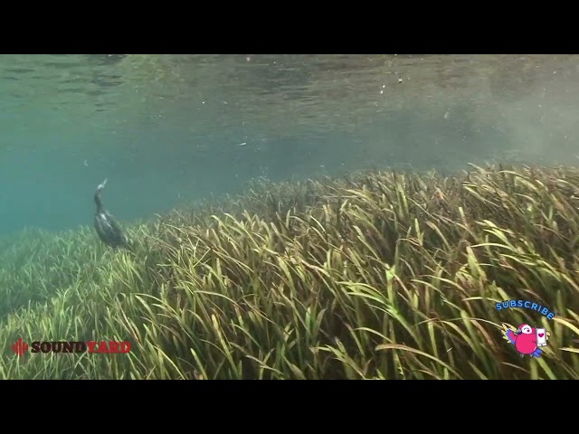 Mesmerizing Cormorant: Swimming Underwater and Floating on the Sea