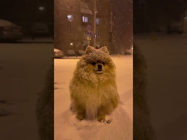 Pomeranian Pomeranian baby silly puppy cute dogThe smell of snow