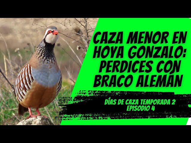 CAZA MENOR EN HOYA GONZALO: PERDICES CON BRACO ALEMÁN | DÍAS DE CAZA