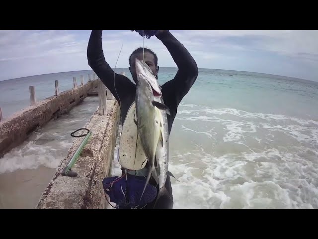 Early Morning | Barracuda Hunting - spearfishing with Odane