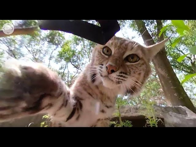 Did that bobcat just spray my camera?