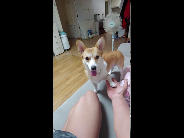 Welsh corgi 세상 젤 날씬한 웰시코기~ 짱아~