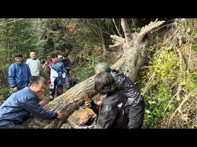 倒木処理　昔の生活道路復旧　開通おめでとう御座います