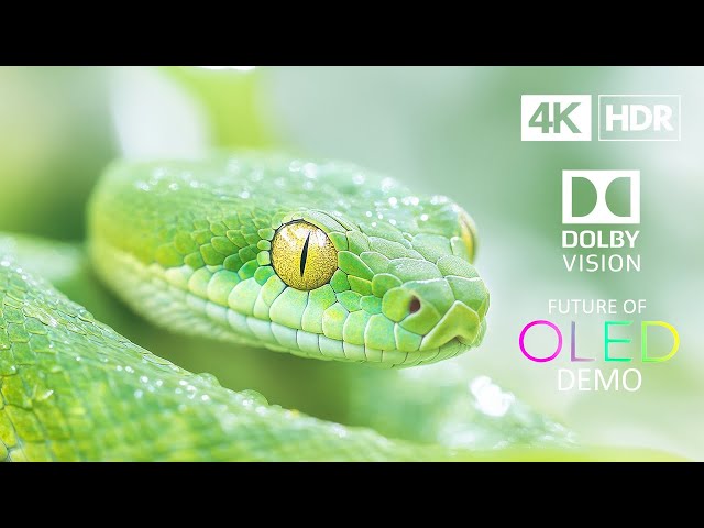 FUTURE OF OLED 4K HDR 60 FPS Dolby vision (4K Video)