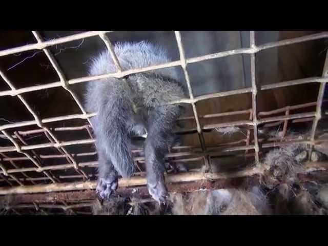 Czech fur farms - Once there lived a beautiful fox