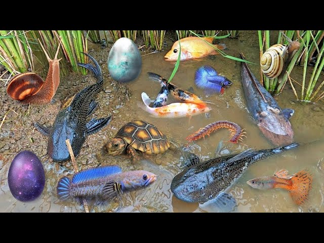 So Amazing...Catching Colorful Betta Fish In The River, Giant Catfish, Ornamental Fish, Turtle, Bird