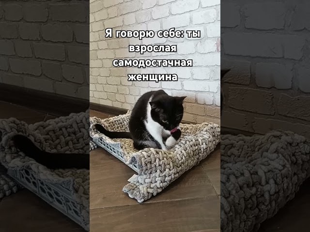 Каждый раз... #мурка#котик#юмор#шортс#2025 .