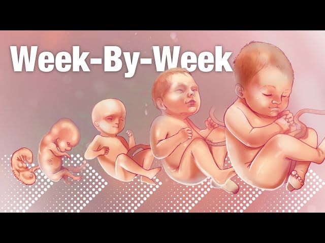 Pregnancy Week-By-Week 🌟 Weeks 3-42 Fetal Development 👶🏼