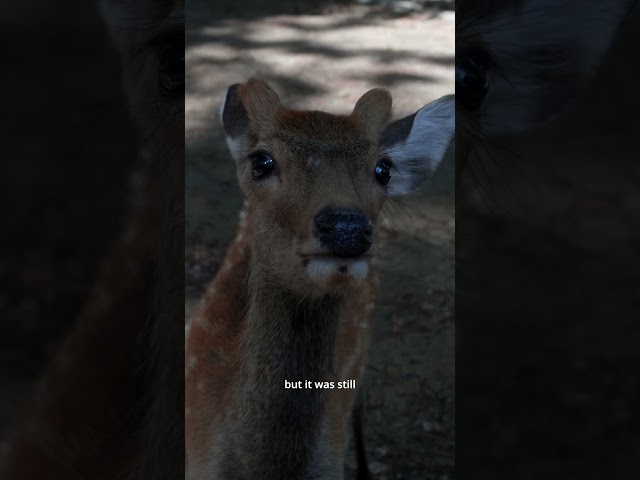 Disappointed deer in Nara