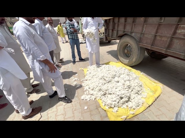 नरमा का भाव गोलुवाला मण्डी // Bhim jhajhriya // नरमा के भावों की जानकारी // जानिए आप भी जुड़े हम से