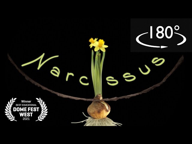 Narcissus | Fulldome | 2021