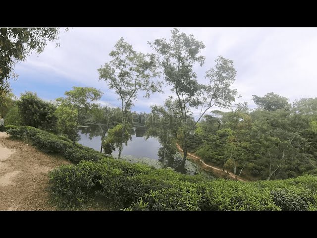 Madhobpur Lake's Sidewalk and Top View | মাধবপুর লেকের মুগ্ধকর শীর্ষ ভিউ | SreeMangal | Sylhet