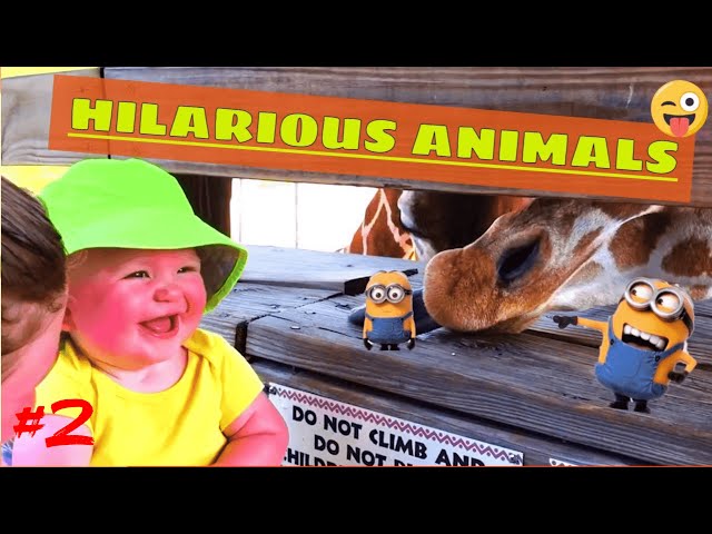 Cutest Baby Plays With Animals 2021 | Cute Baby | Funny Baby And Pet