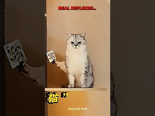 #respect #cute #cat #reels #video