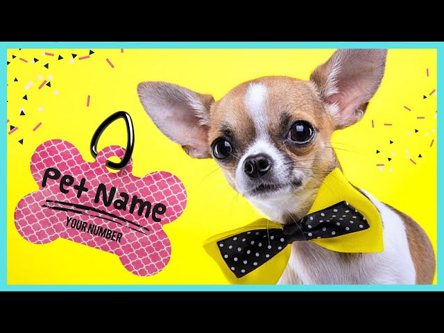 200+ Perfect Dog Names- Male, Female, Unisex UNIQUE Dog Names