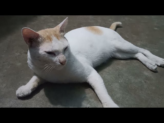 cat Jacky  funny video!  so beautiful  cat Baby  cat!